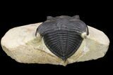 Bargain, Zlichovaspis Trilobite - Atchana, Morocco #119869-1